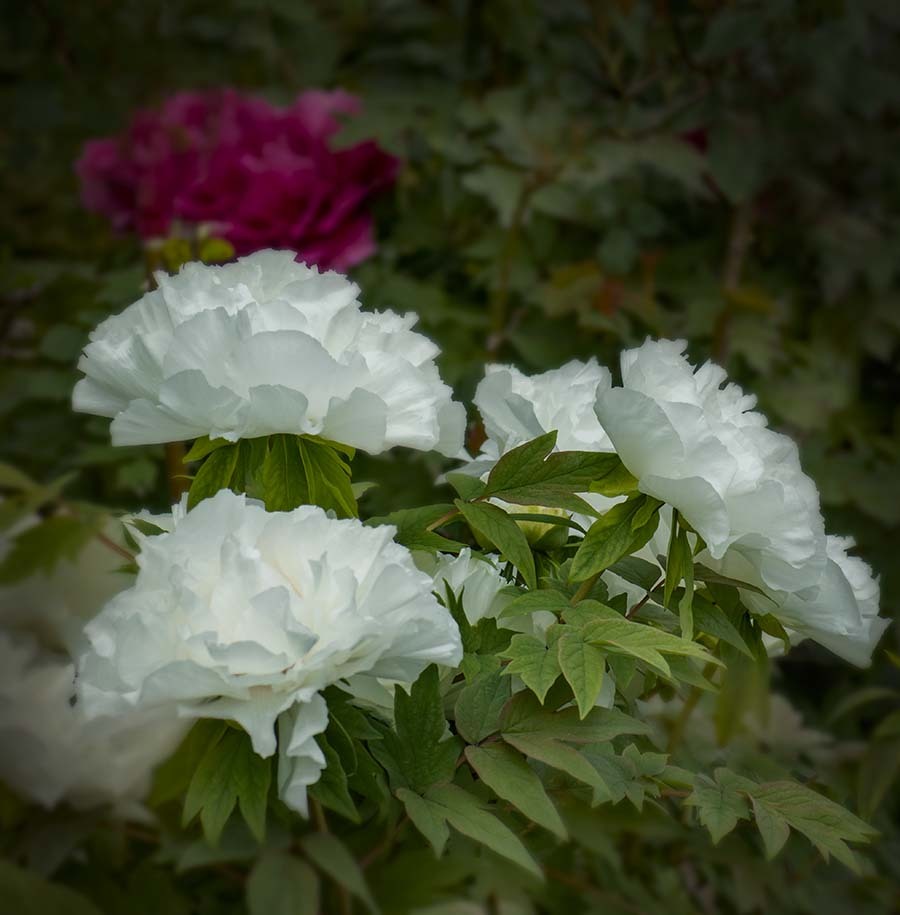 DSC08414. 令和卯月の紅白