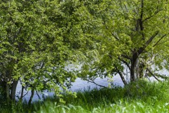 DSC08698. 碧い水辺.