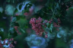 DSC01351 サルスベリ森の中-18