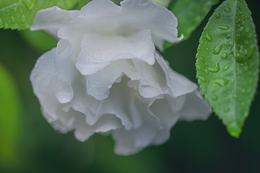 DSC06454-1 春の雨に洗われる
