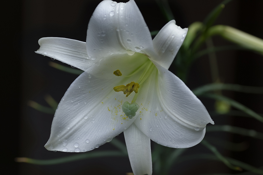 DSC04684. 雨化粧 jpg