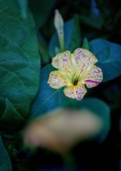 DSC02440. オシロイバナ