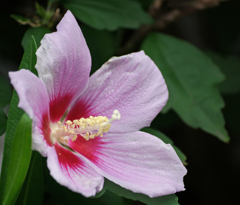 DSC09705 ムクゲは夏の華