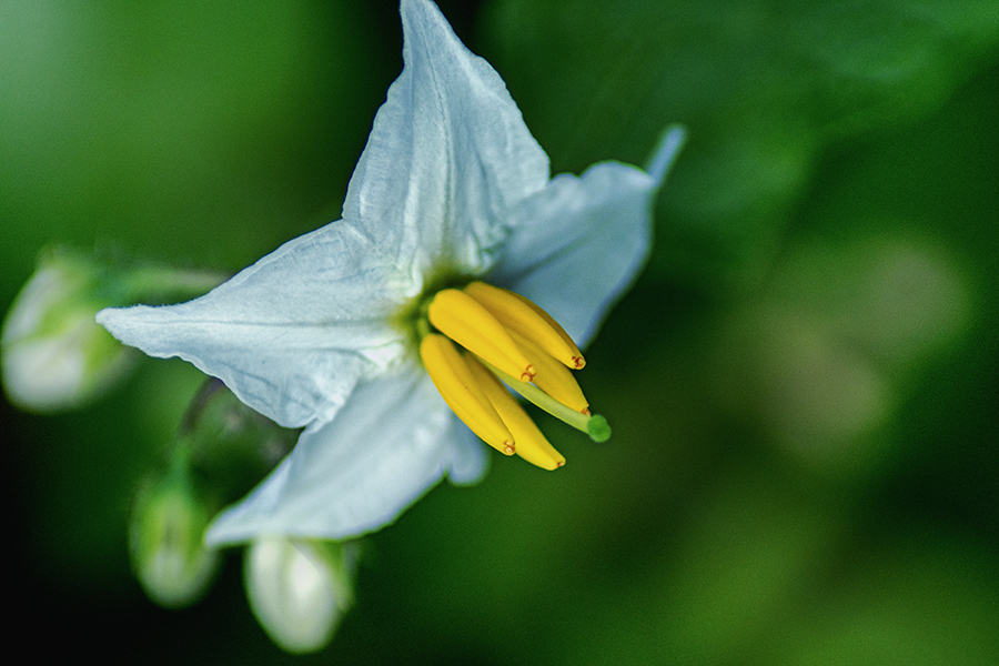 DSC08958. ウソナスビの花