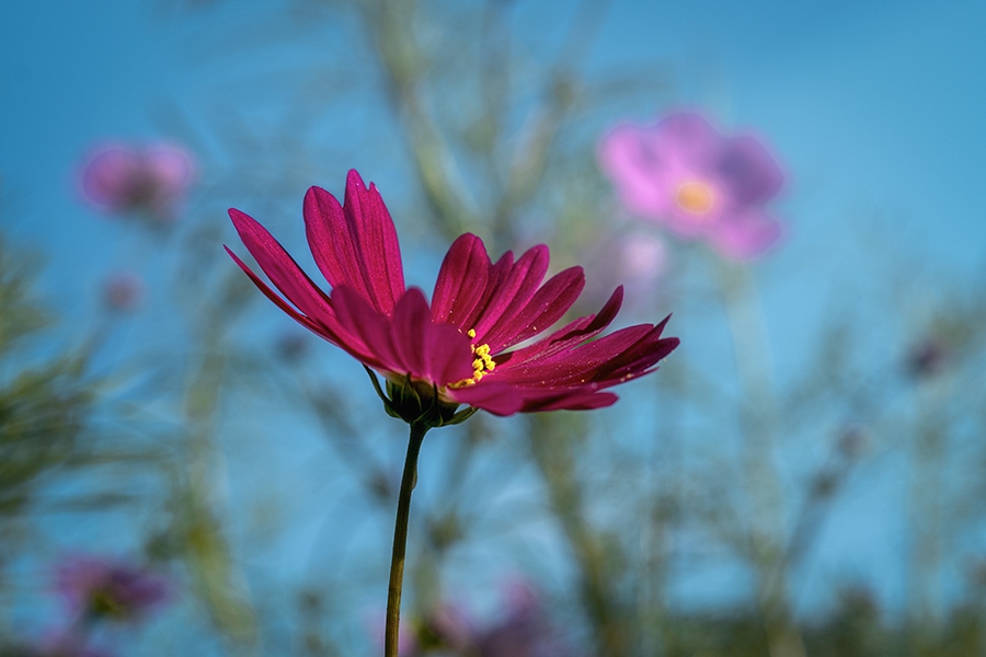 DSC08458. 丘の秋桜