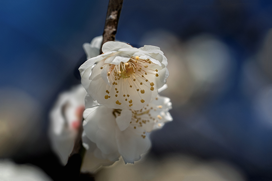 DSC00379. 春近し