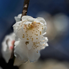 DSC00379. 春近し