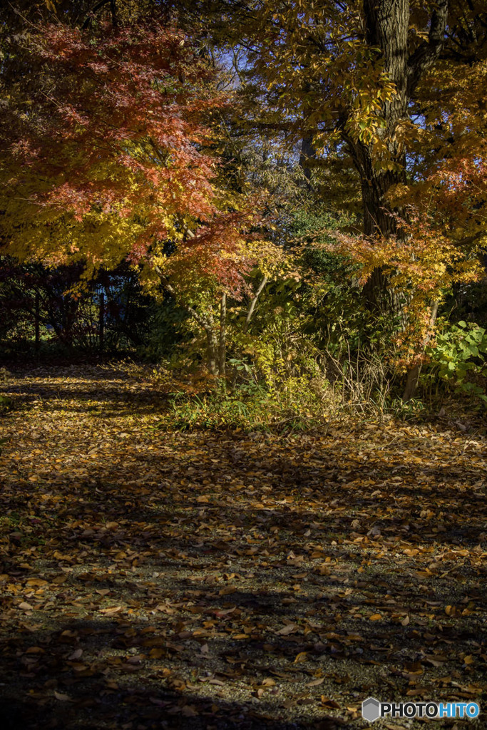 DSC01106. 川口市興禅院の錦秋　jpg