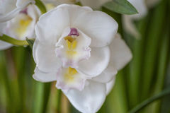 DSC05427.花の素顔 大崎公園の欄