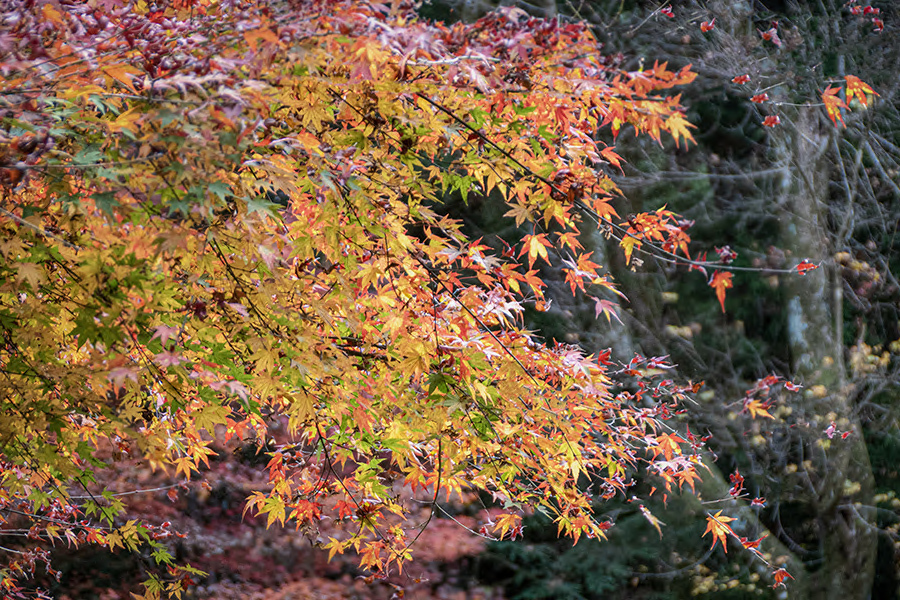 DSC08879.-1 御用邸錦秋