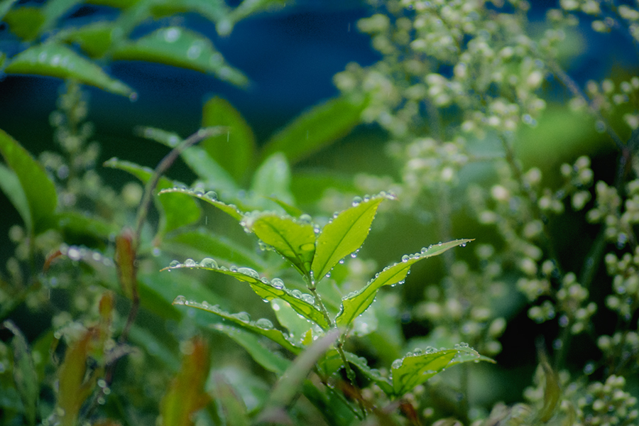 DSC01567. 爽やか皐月雨