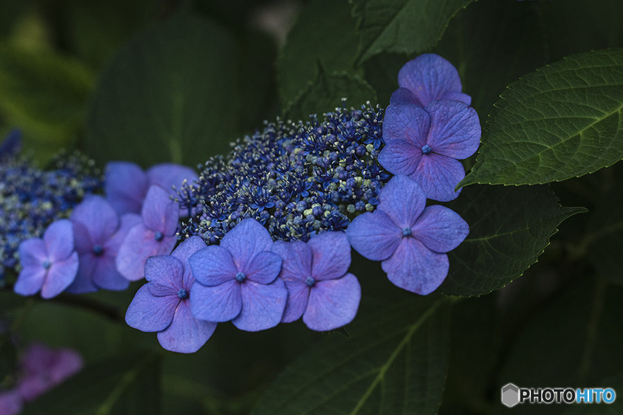 DSC06767あじさいのレイ？