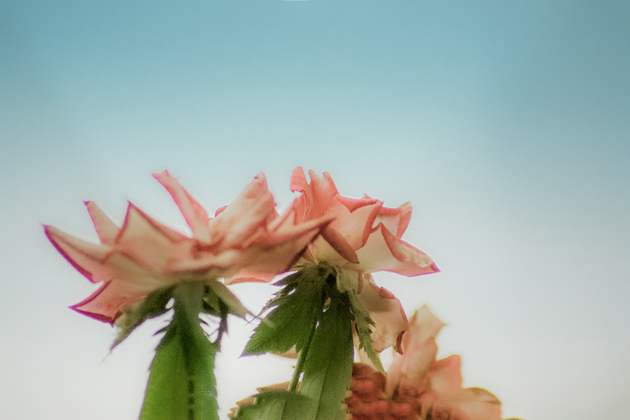 DSC09427. 夏の薔薇