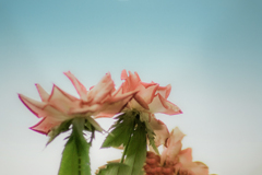 DSC09427. 夏の薔薇