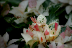 DSC02322. 華やぐ