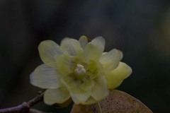 DSC06627.　素芯蠟梅(そしんろうばい)