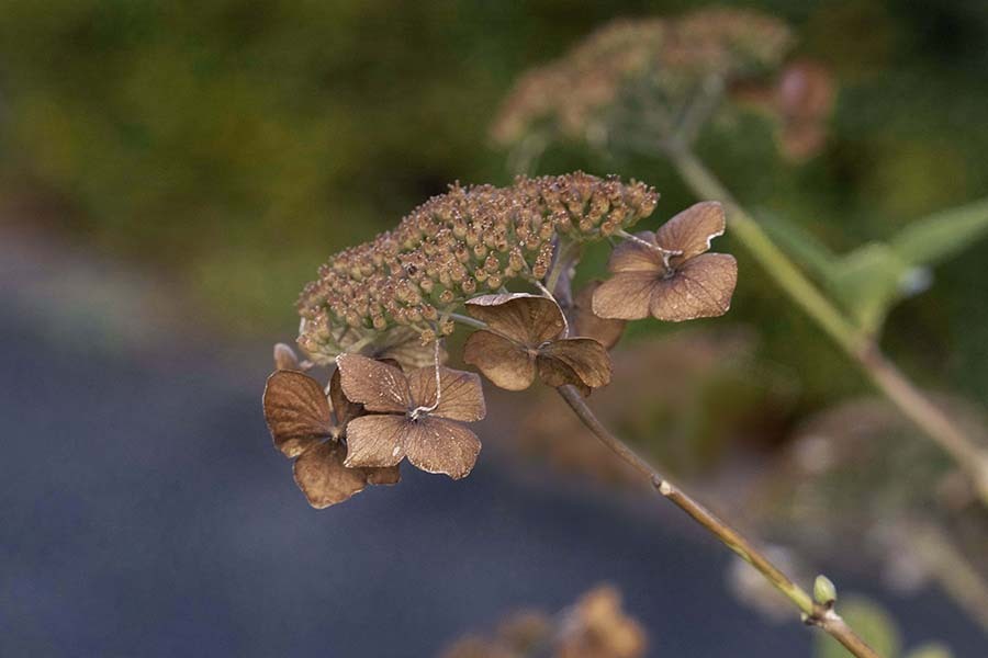 DSC06475.冬の紫陽花-3