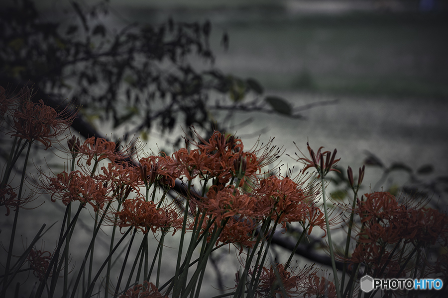 DSC00193. 夕暮れ彼岸花 