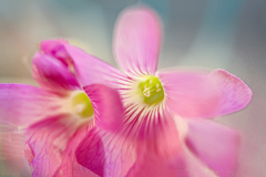 DSC09791. 窓辺の花