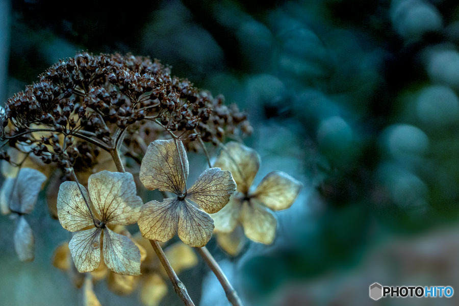 DSC06746-径の冬紫陽花-2