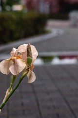 DSC01422  雨上がりの静かな朝