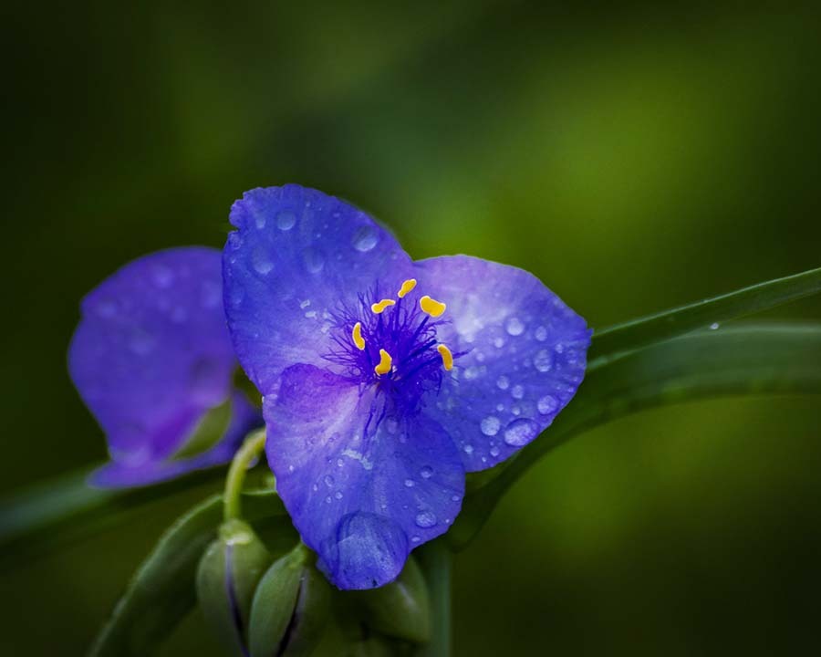 DSC04273. 雨に洗われる