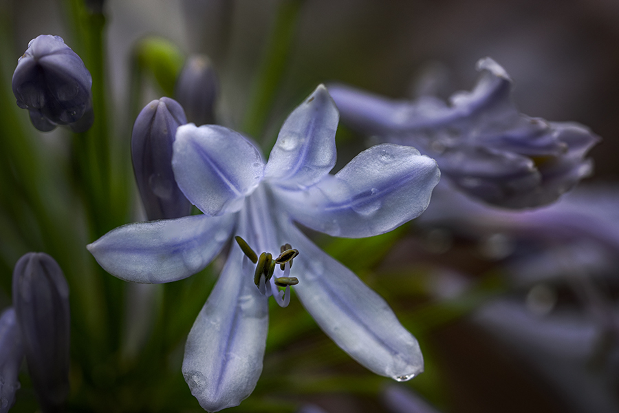 DSC05193. 雨化粧似合うでしょ!.