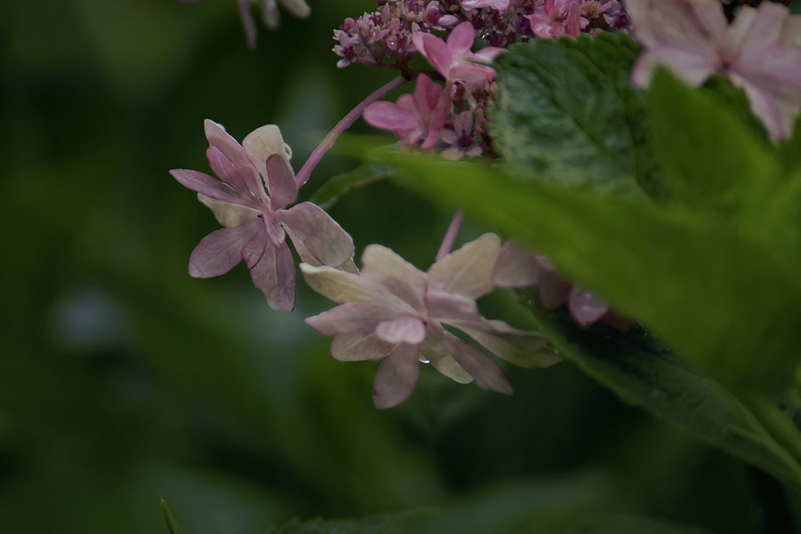 DSC01488 雨上がったね