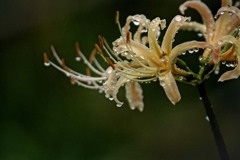 DSC05311. 雨は恵む彼岸花に