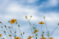 DSC02464-青空早く帰って来い