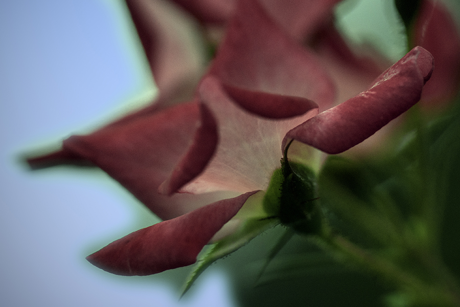 DSC01933  秋に咲く