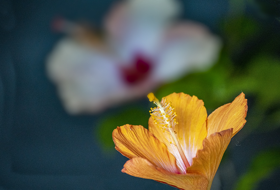 DSC04722 初冬のハイビスカス