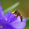 紫露草と蜂-2