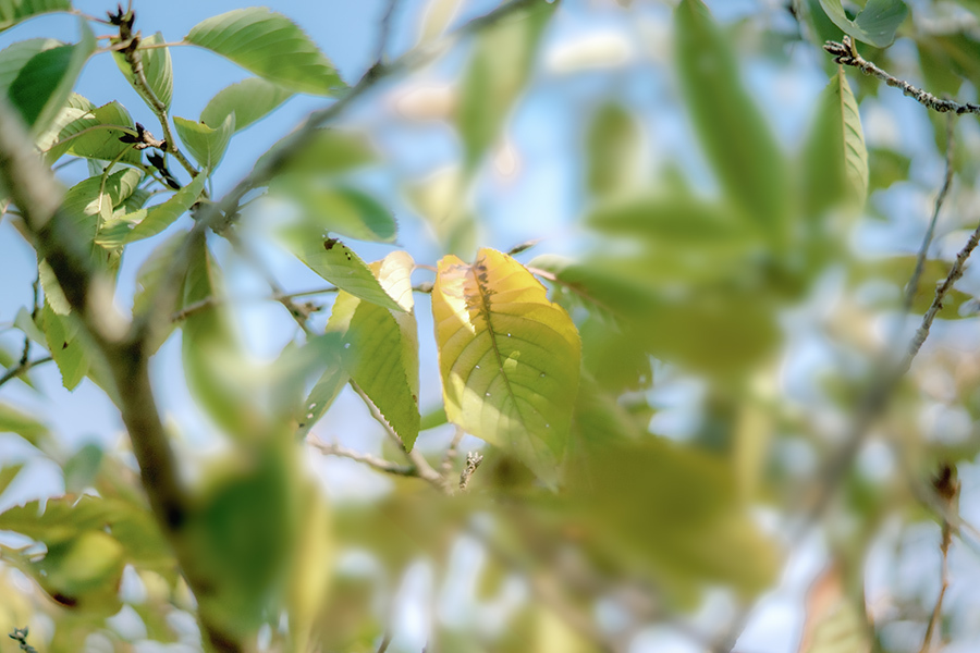 DSC08779.　桜葉に秋陽燦燦