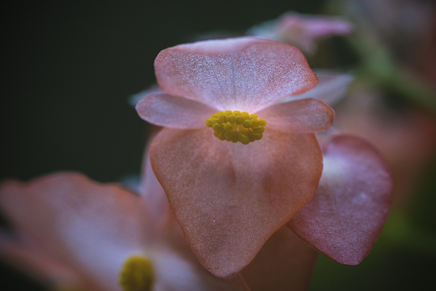 DSC01587  花の名は知らない－そのⅠ