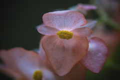 DSC01587  花の名は知らない－そのⅠ