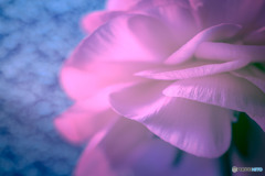 DSC06434-寒い朝の花びら