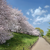 DSC01128. 桜街道