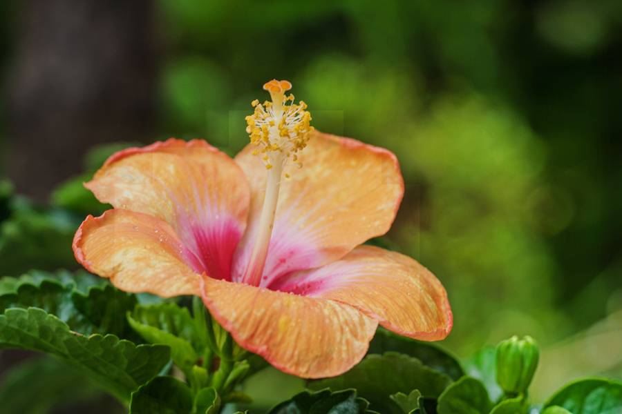 オレンジハイビスカス　