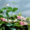 DSC02133. 日陰を目指す？