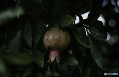 DSC06167 まだ未熟なザクロ 