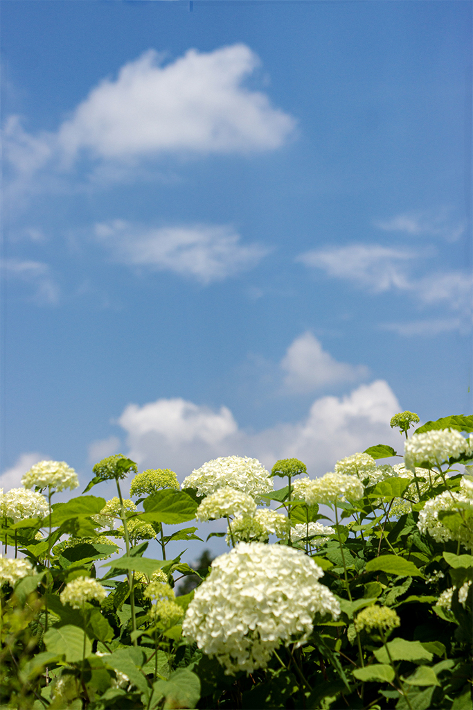 雲が湧く丘　DSC08761.
