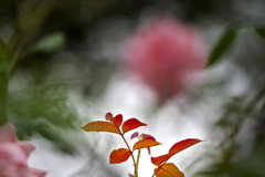 DSC04477 紅の葉と薔薇