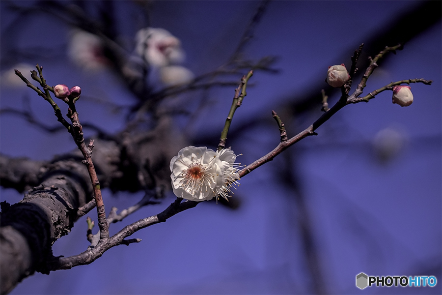 DSC06561-Edit 小枝にも小宇宙