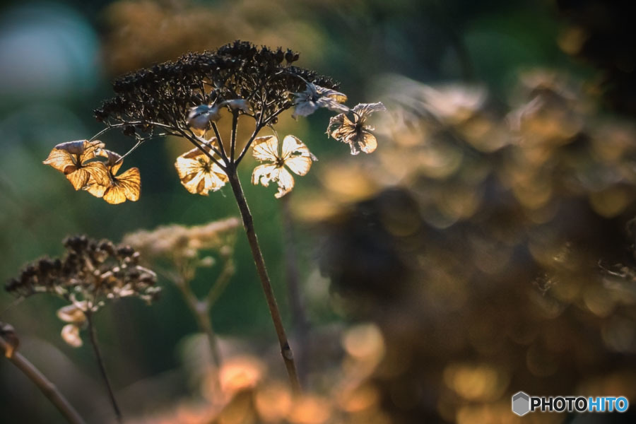 DSC06554冬紫陽花