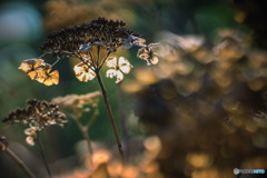 DSC06554冬紫陽花