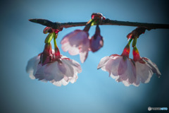 DSC07853 -桜、逆光の中