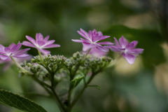 DSC09361. 額紫陽花