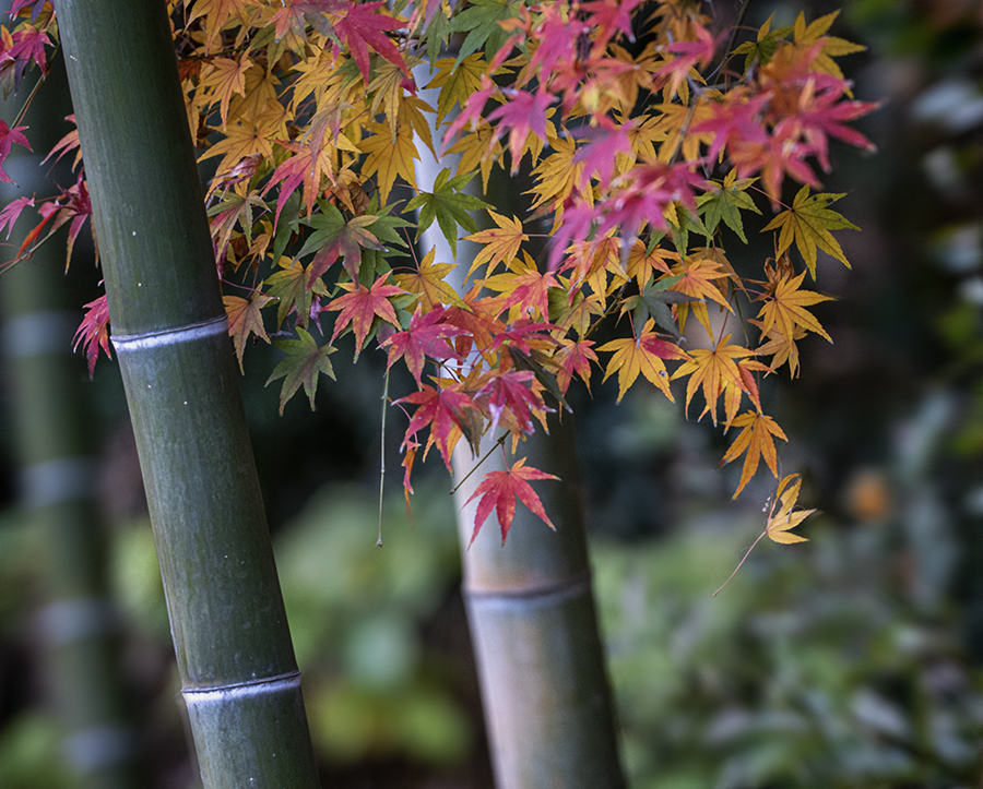 DSC09303. 竹林秋のコラボ