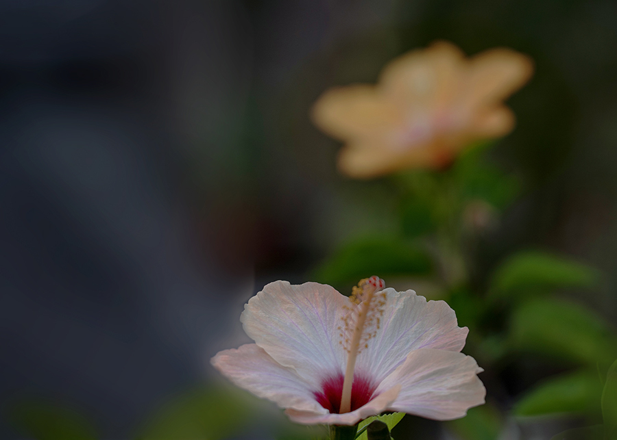 DSC07954. 花二輪